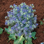 Blue Hobbit Sea Holly