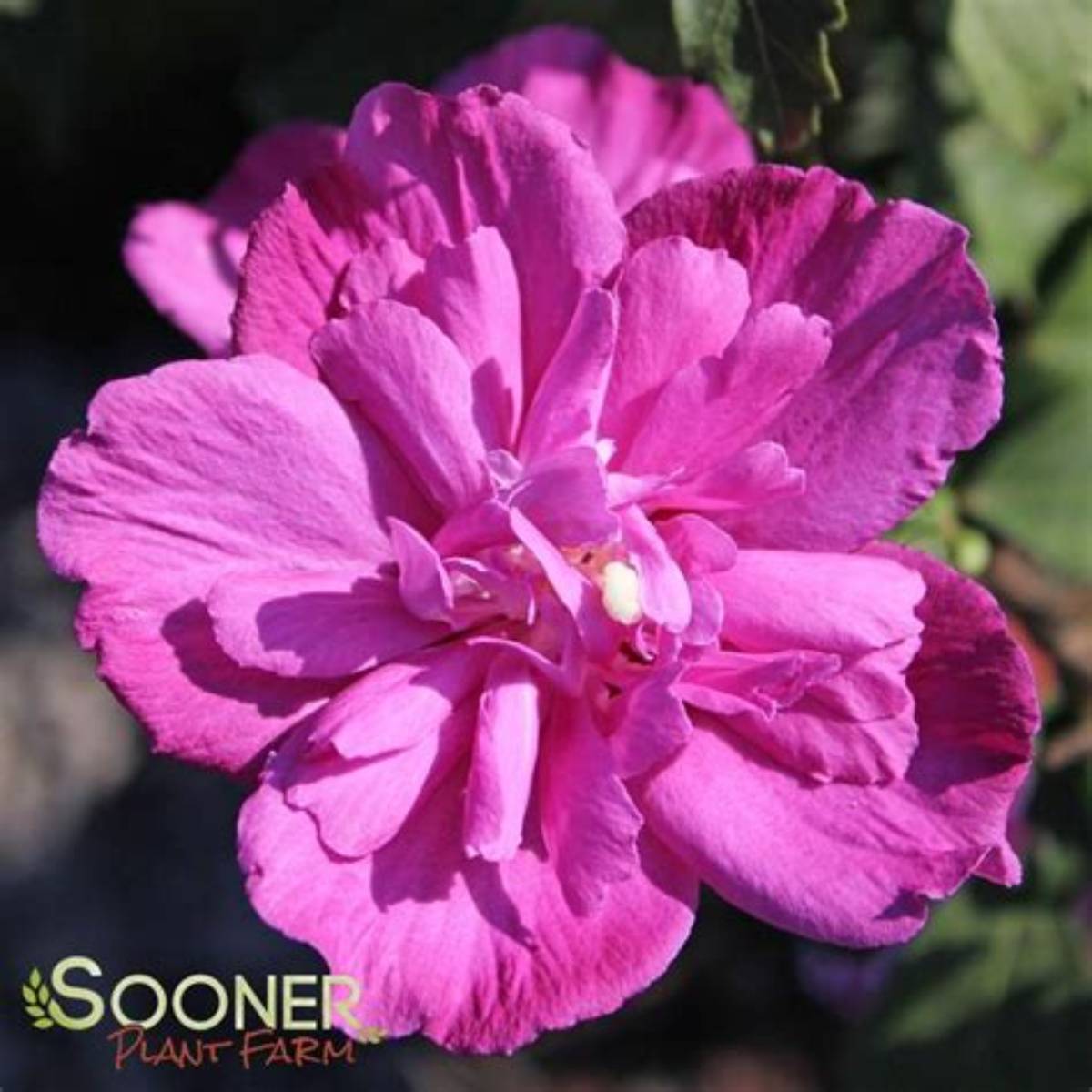 Raspberry Smoothie™ Althea Tree