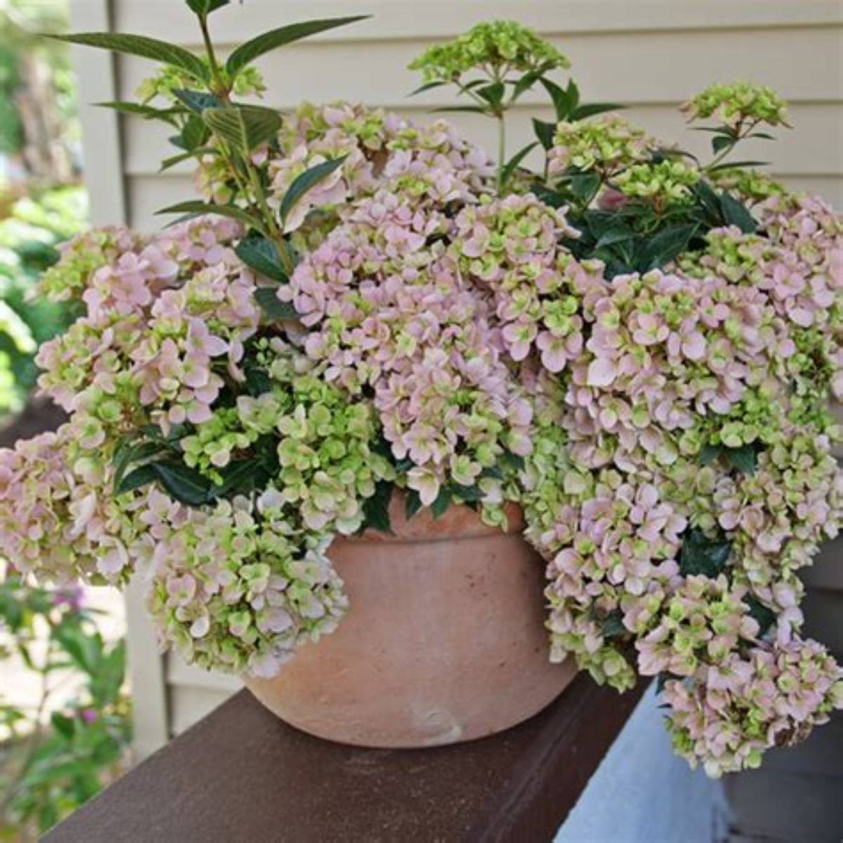 Fairytrail Fresco® Cascade Hydrangea