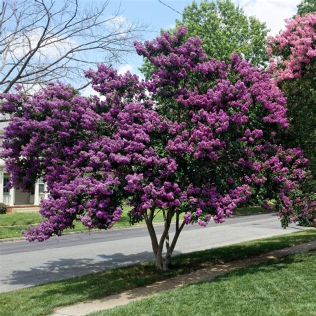 Zuni Crapemyrtle