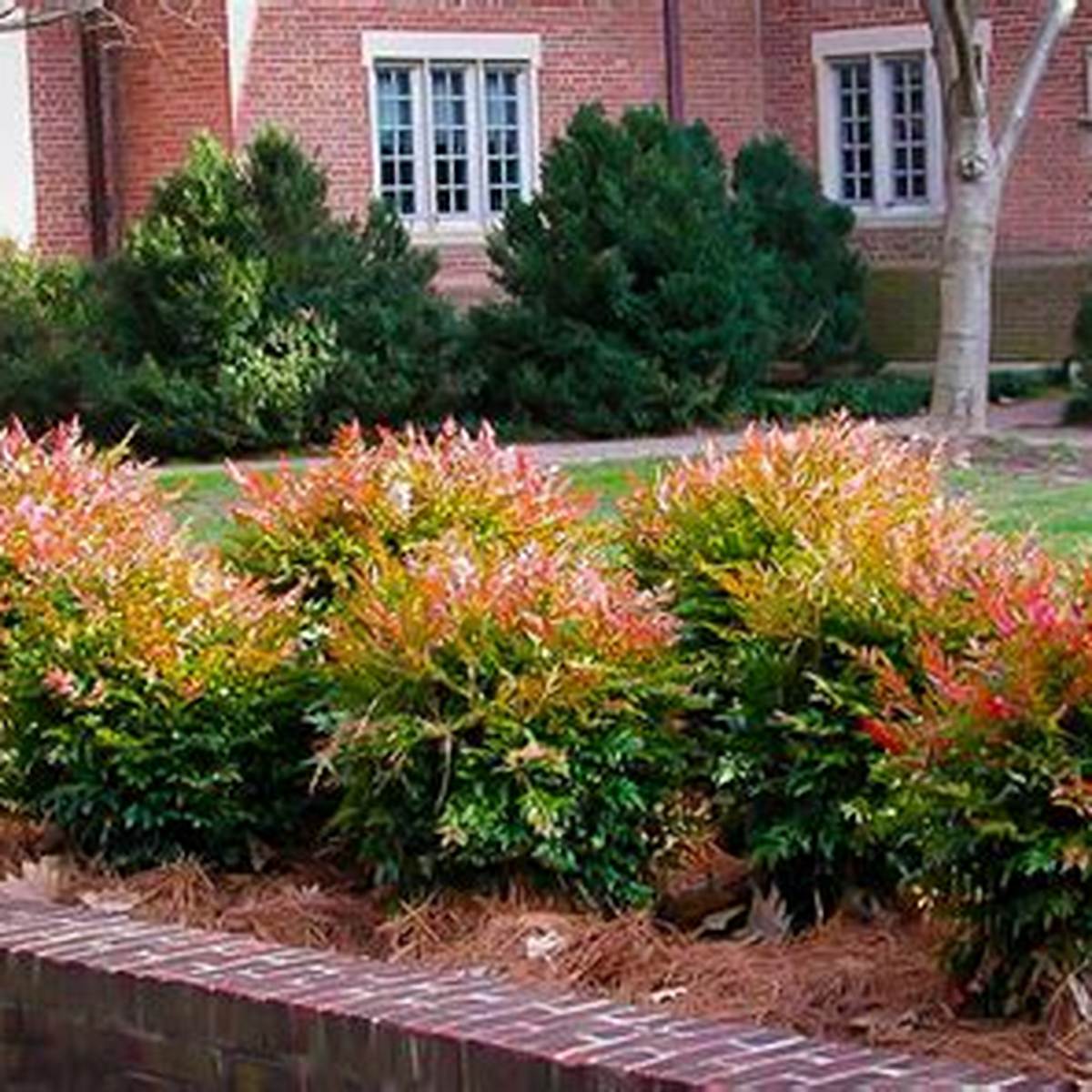 Gulf Stream Nandina