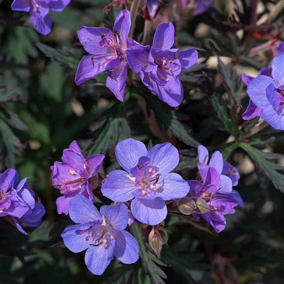 Storm Cloud Cranesbill Geranium