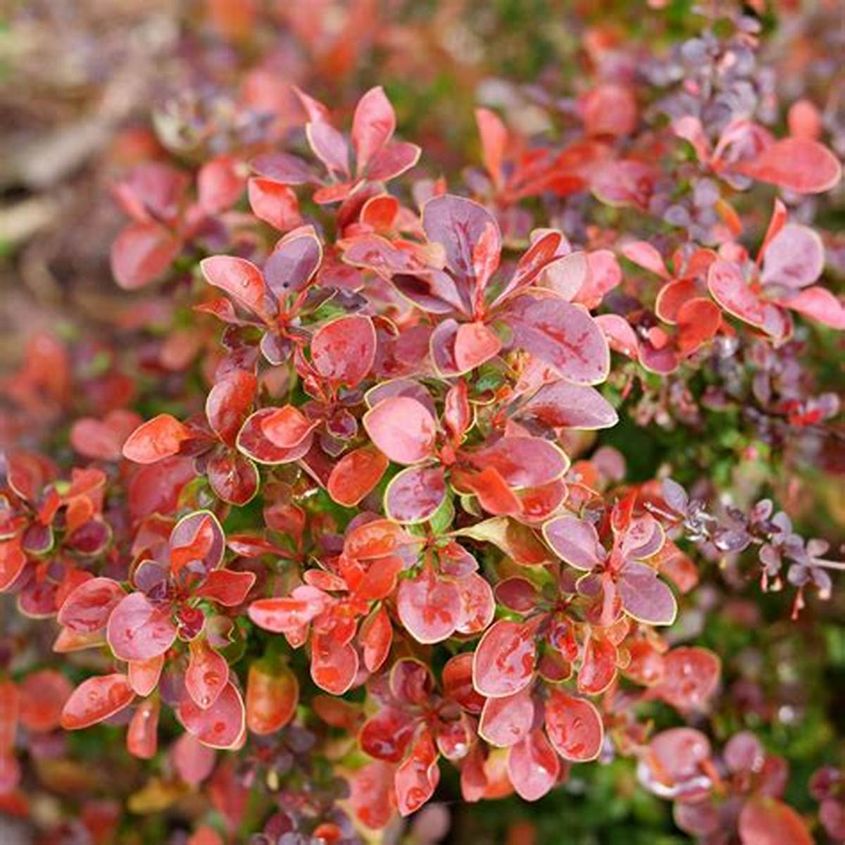 Sunjoy Really Red™ Barberry
