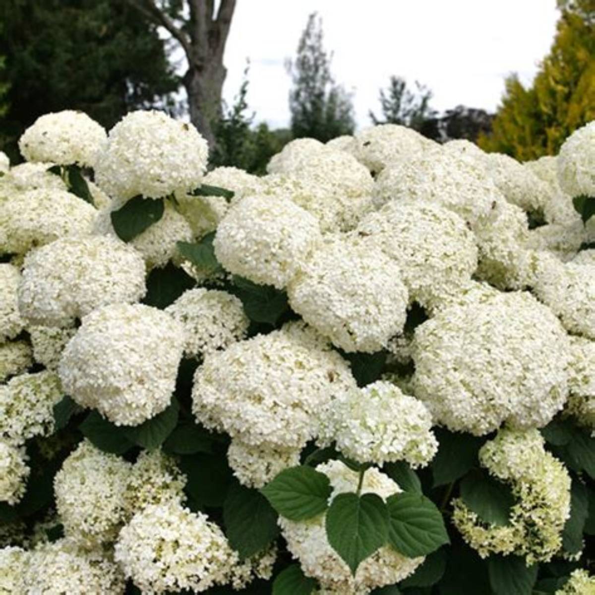 Incrediball Storm Proof™ Hydrangea