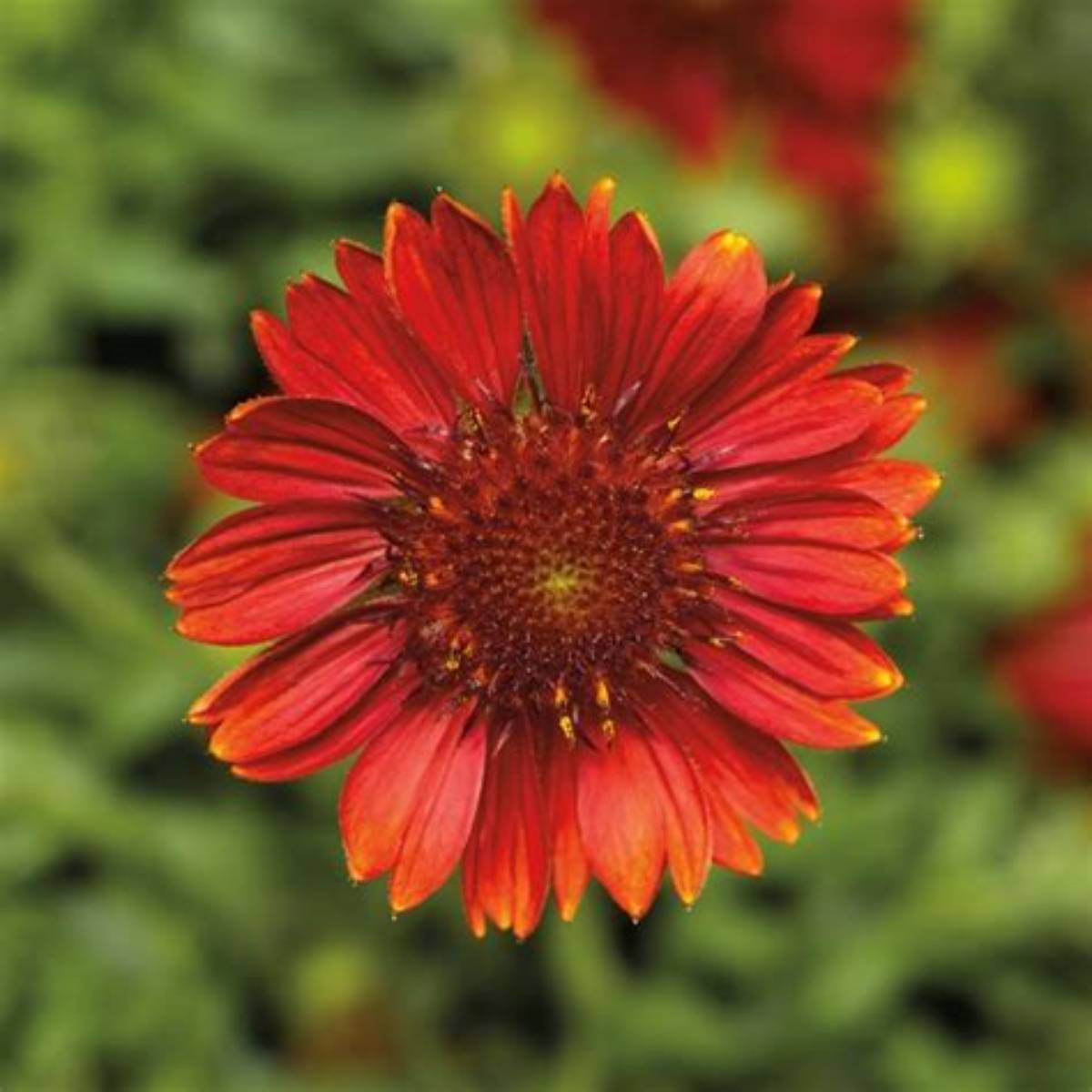 Sunrita® Burgundy Improved Blanket Flower