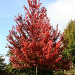 Brandywine Red Maple Tree