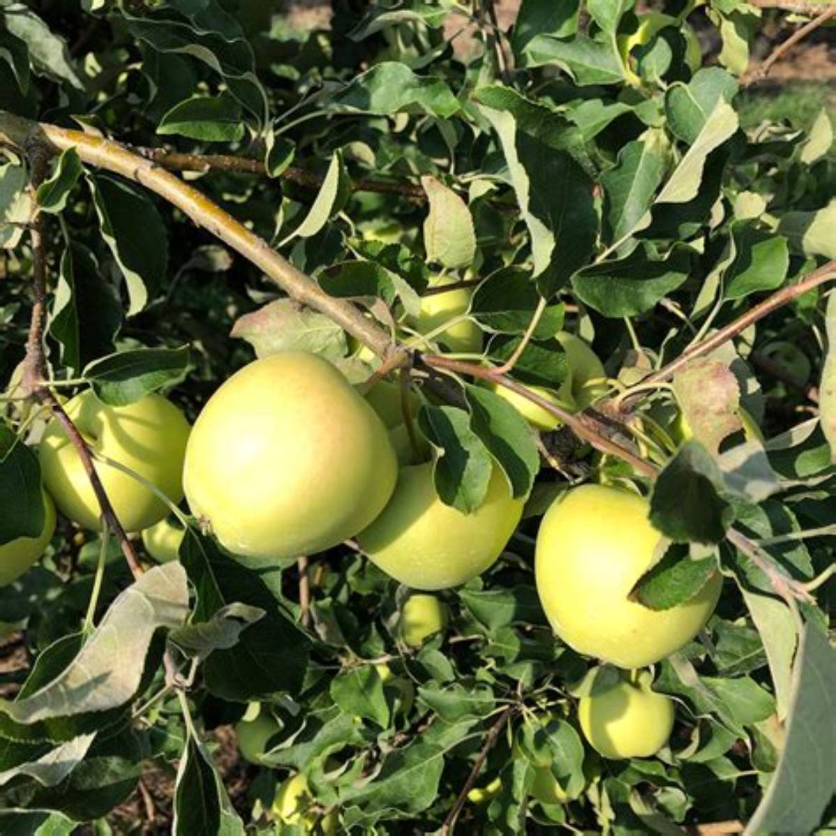 Ginger Gold Apple Tree