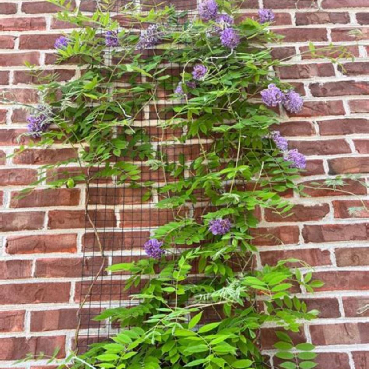 Amethyst Falls Wisteria Ladder
