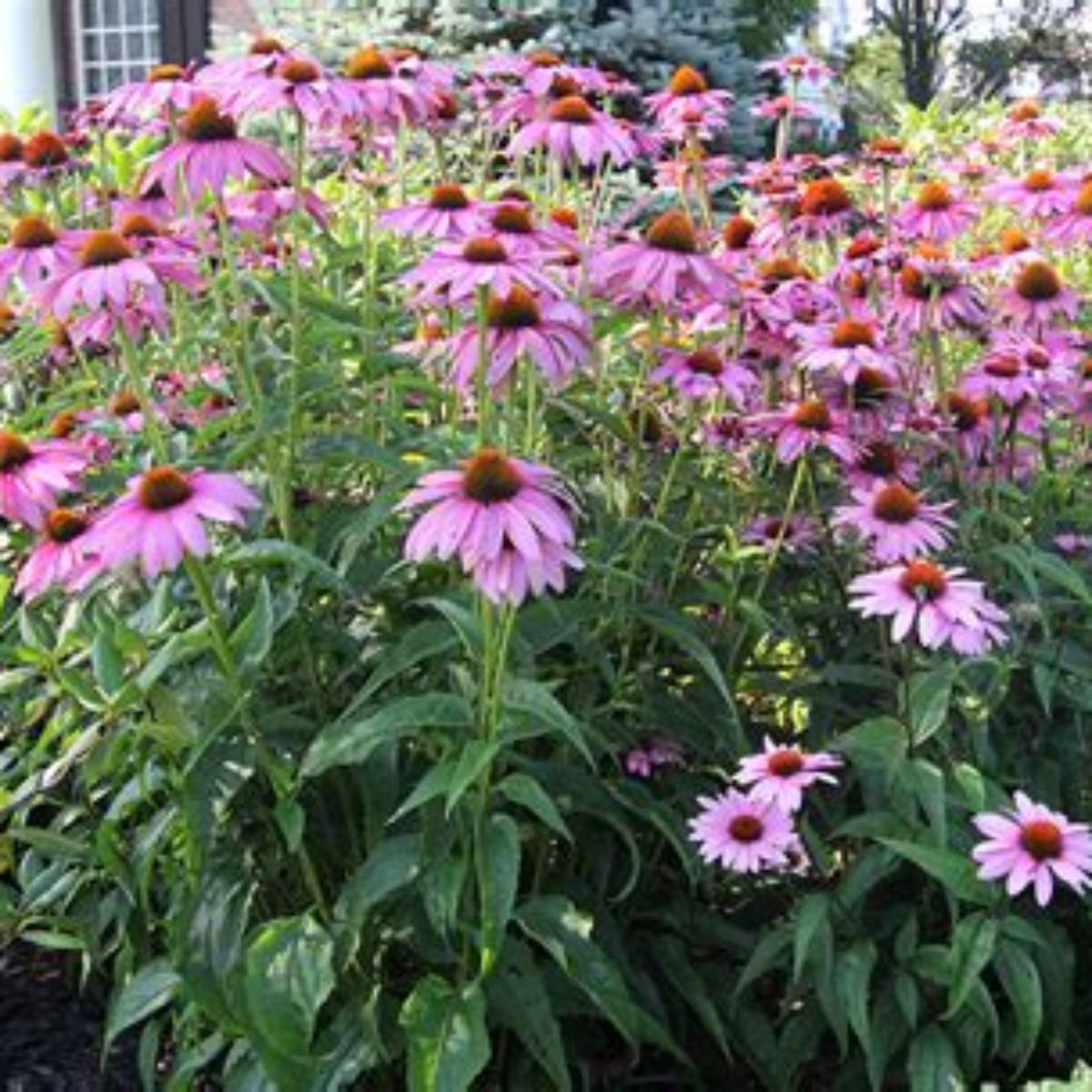Magnus Purple Coneflower