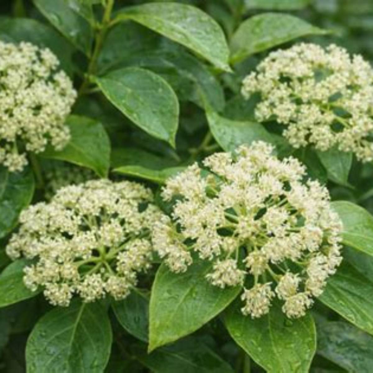 Barbara Ann Climbing Hydrangea Espalier