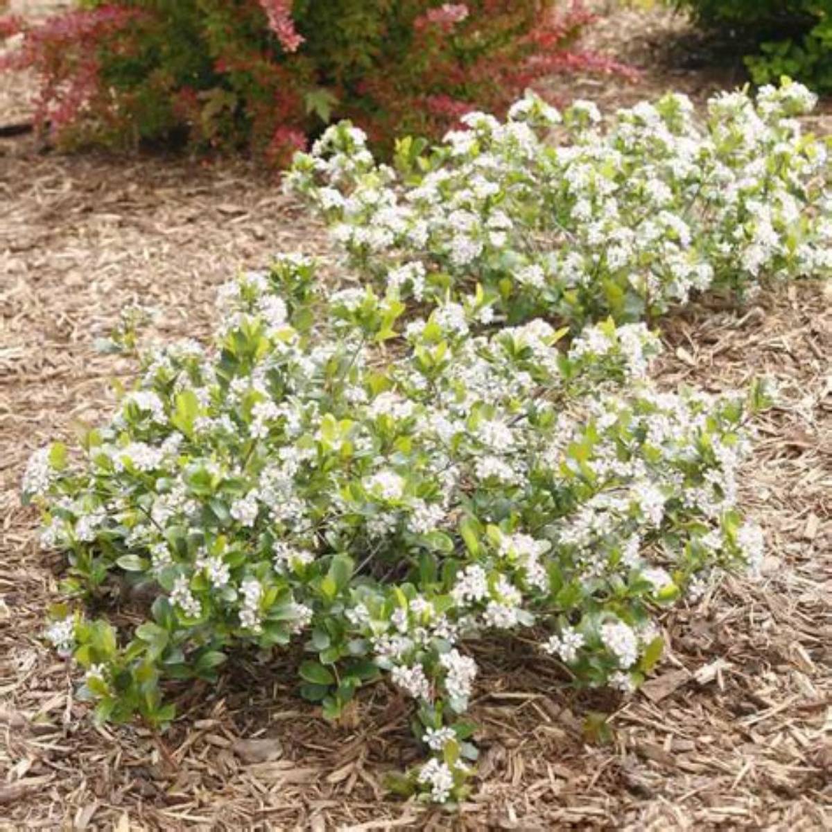 Low Scape Mound® Chokeberry