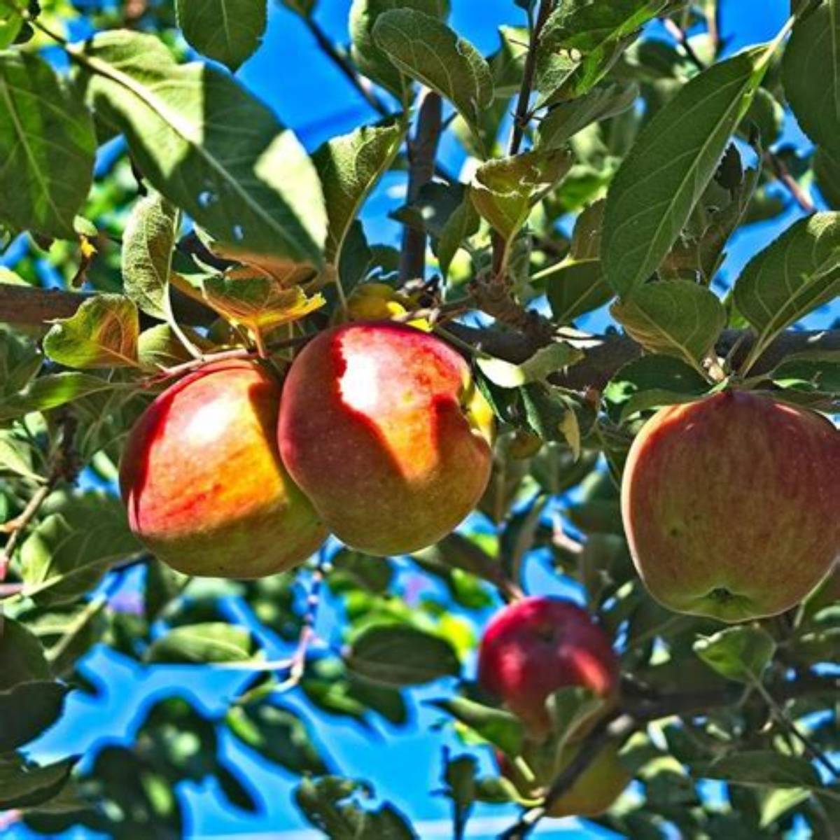 Northern Spy Apple Tree