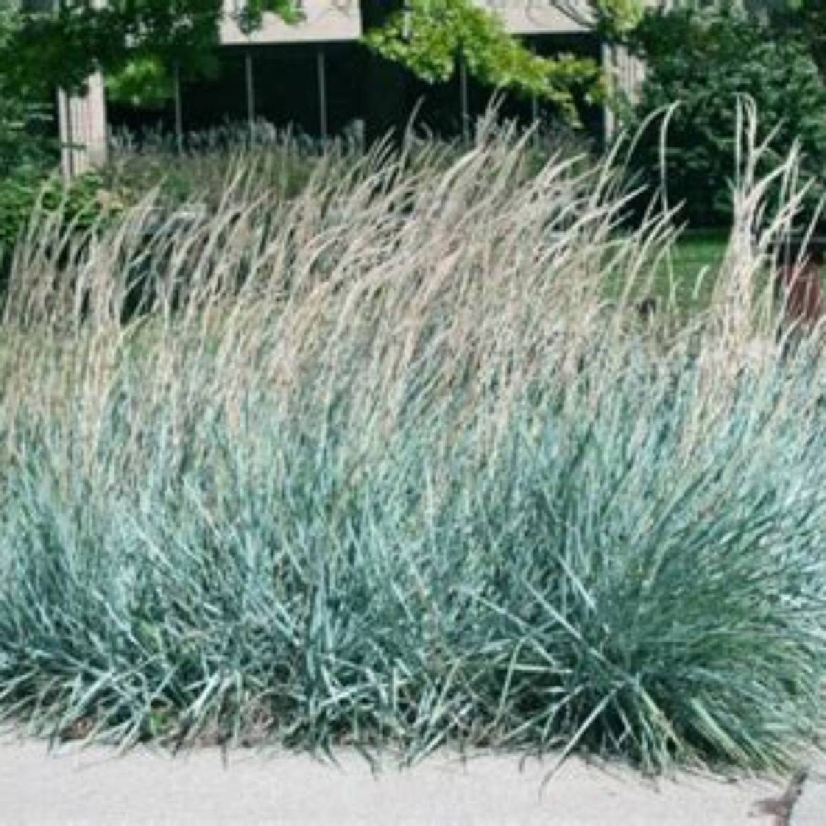 Blue Dune Lyme Grass