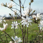 Royal Star Magnolia Tree