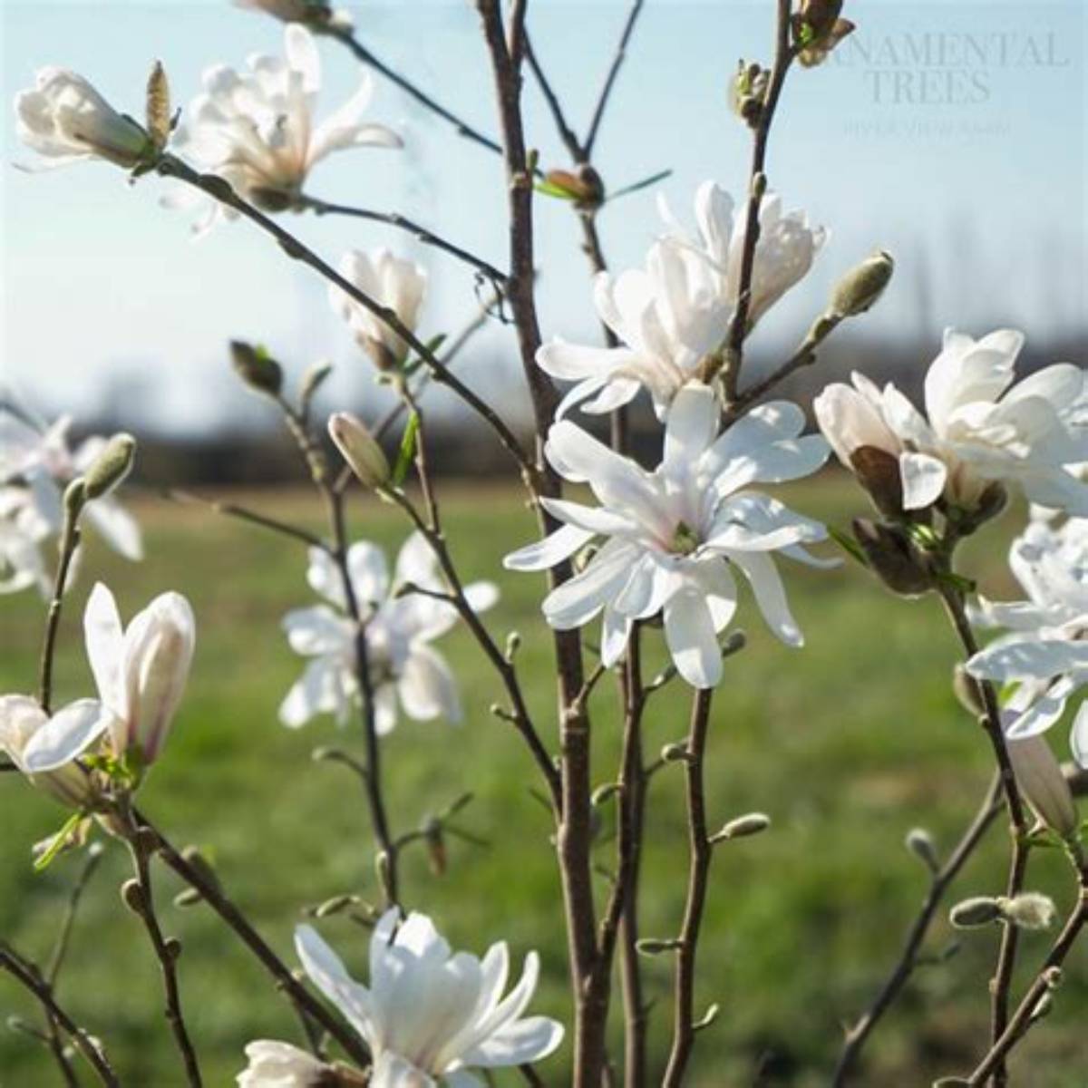 Royal Star Magnolia Tree