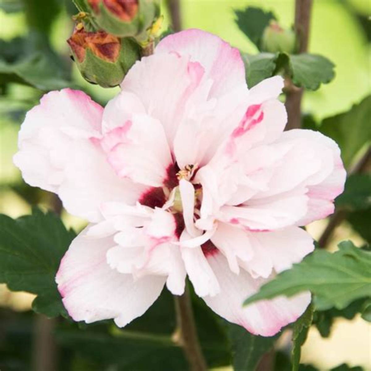 Peppermint Smoothie™ Althea Tree