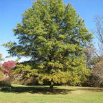 Willow Oak Tree