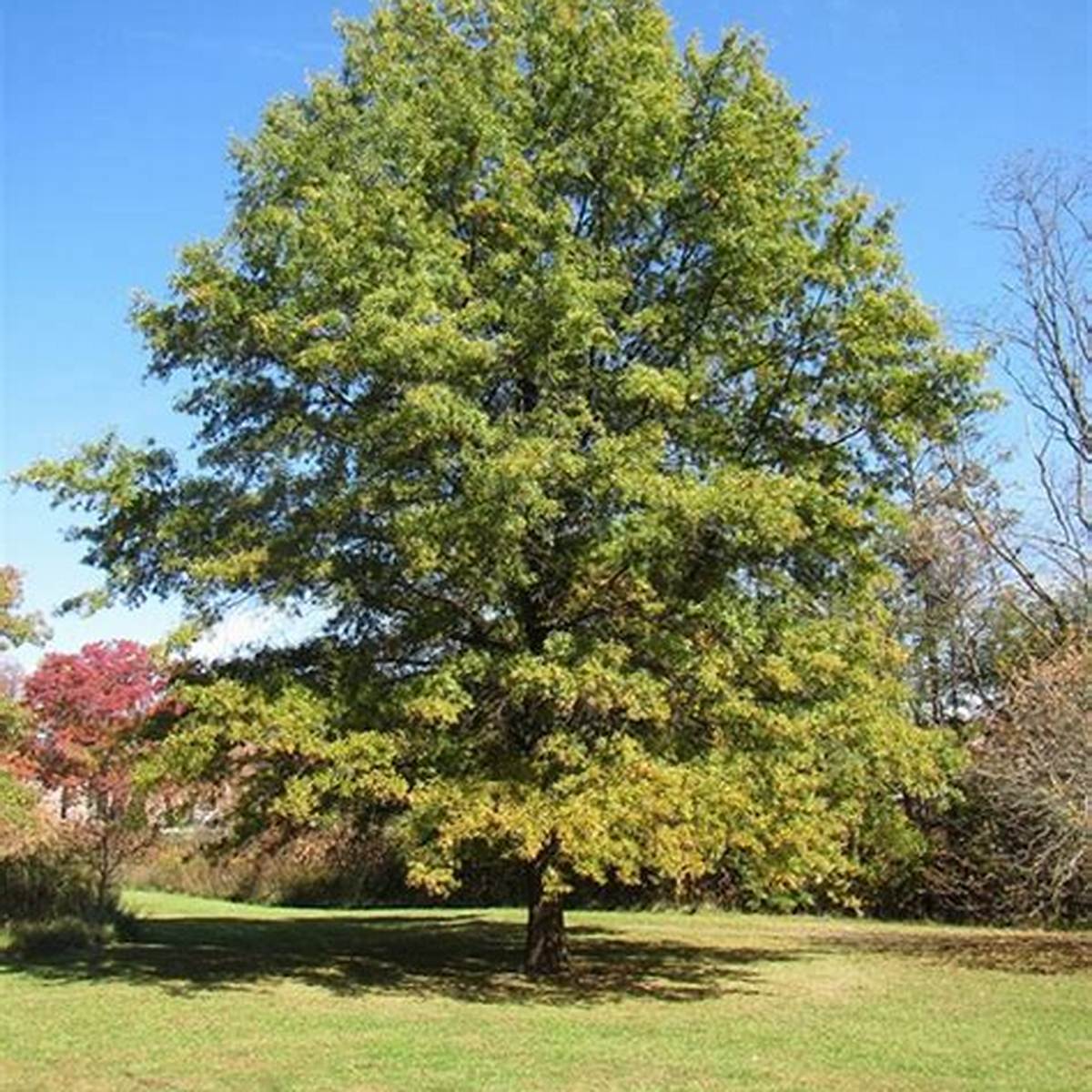 Willow Oak Tree