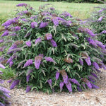 Lo & Behold® Purple Haze Butterfly Bush