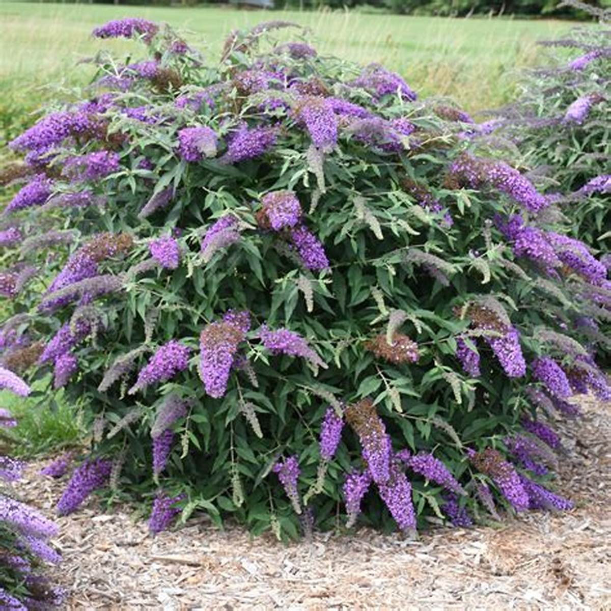 Lo & Behold® Purple Haze Butterfly Bush