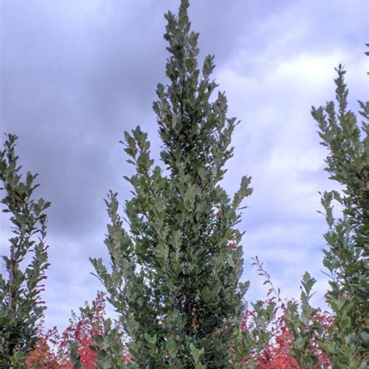 Regal Prince® Oak Tree