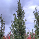 Regal Prince® Oak Tree