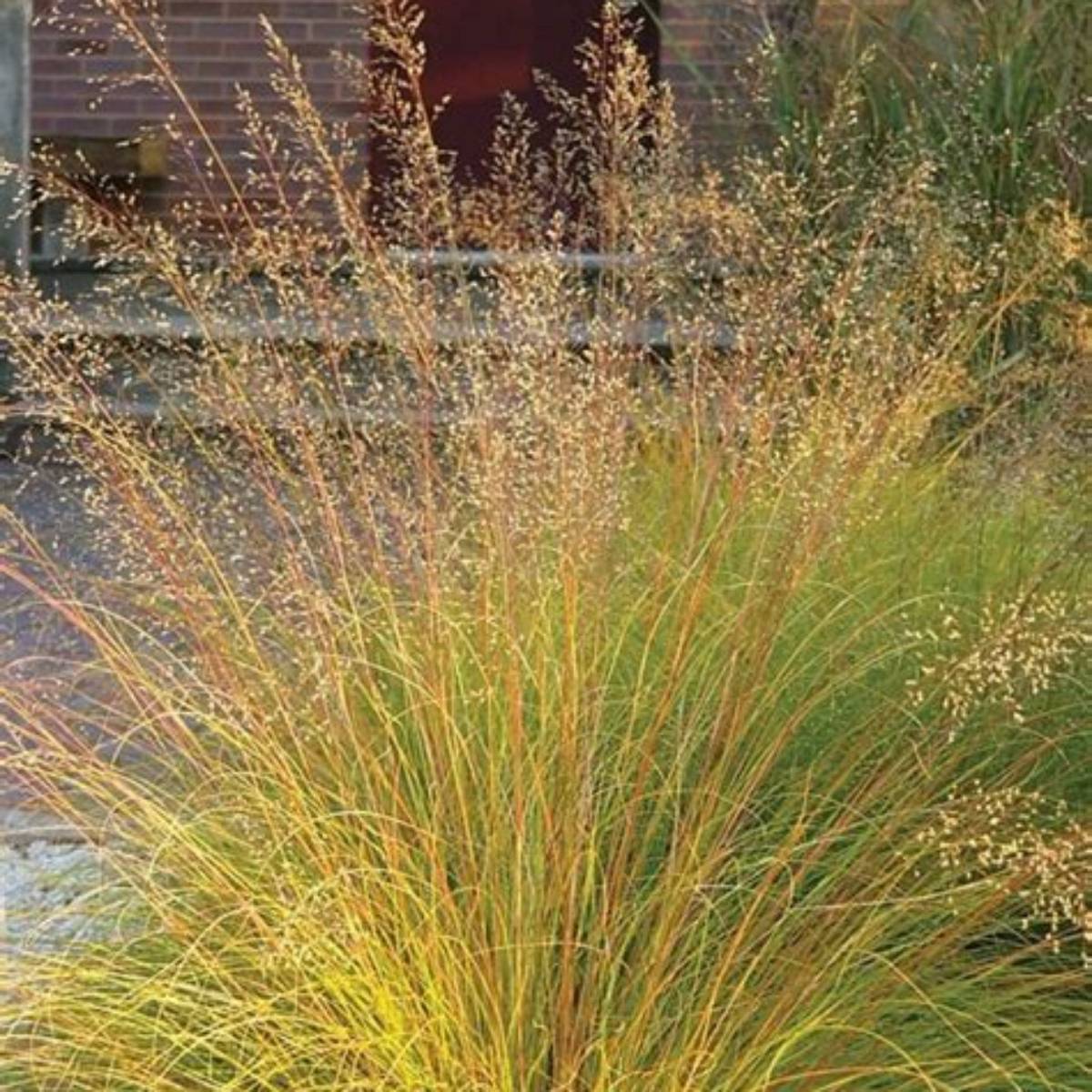 N/S Buttered Popcorn Prairie Dropseed