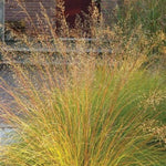 N/S Buttered Popcorn Prairie Dropseed