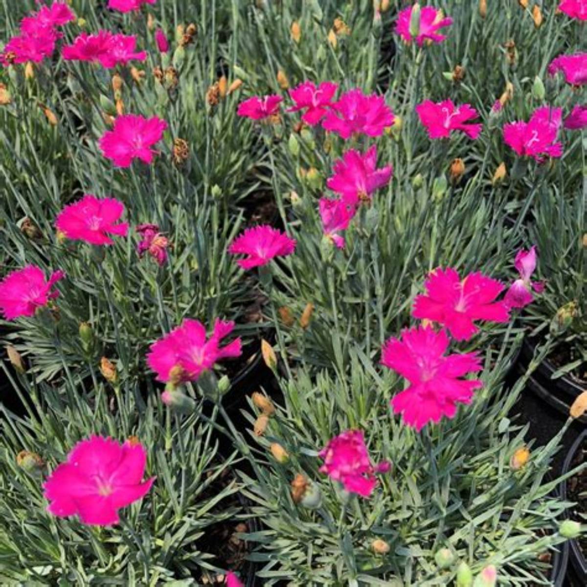 Neon Star Dianthus