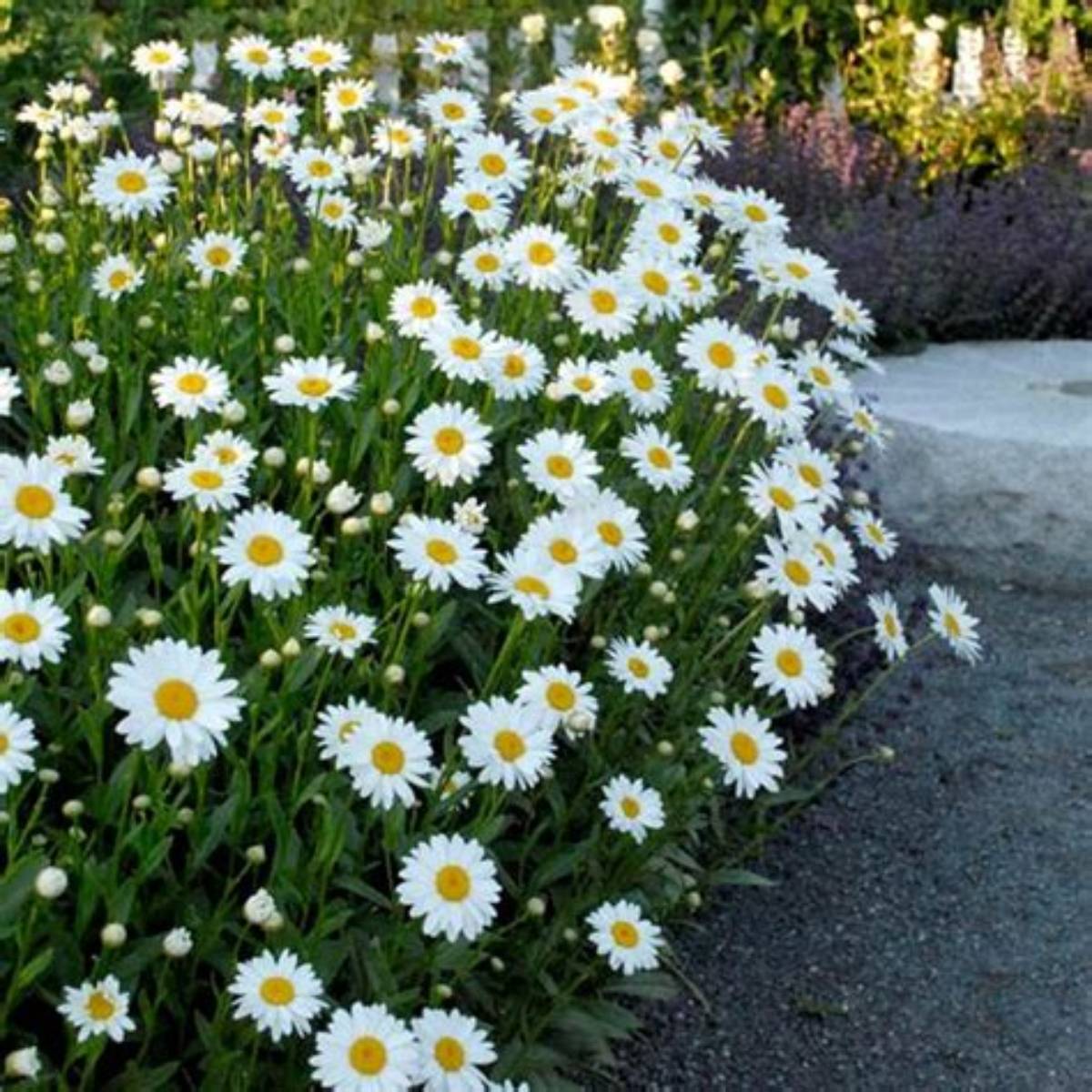 FlowerPower™ Shasta Daisy