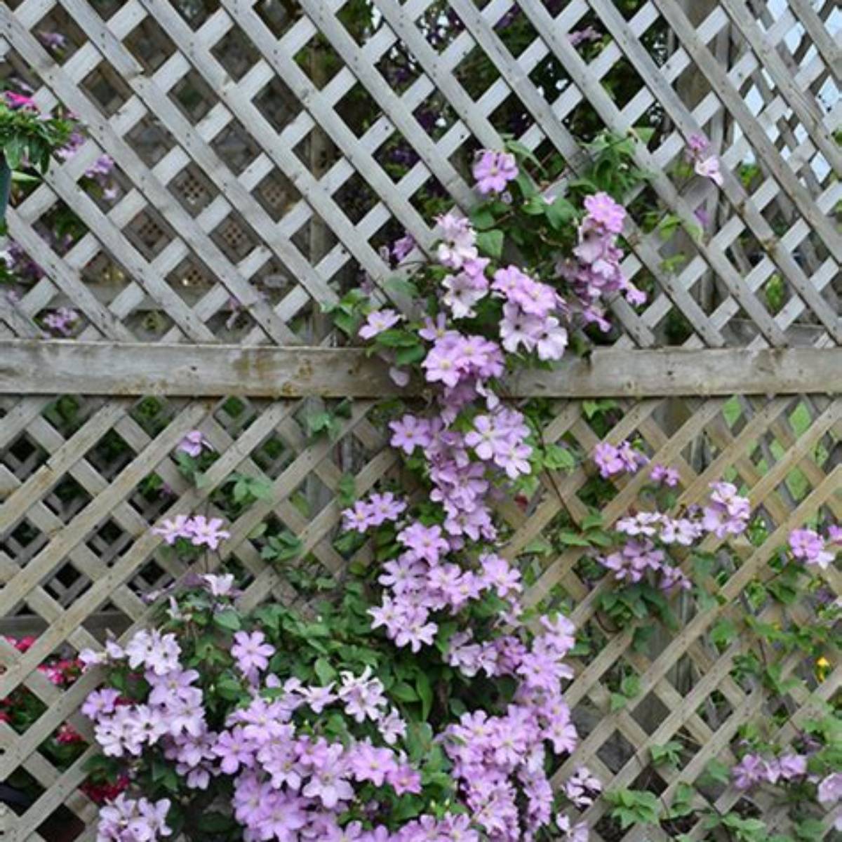 Comtesse de Bouchard Clematis