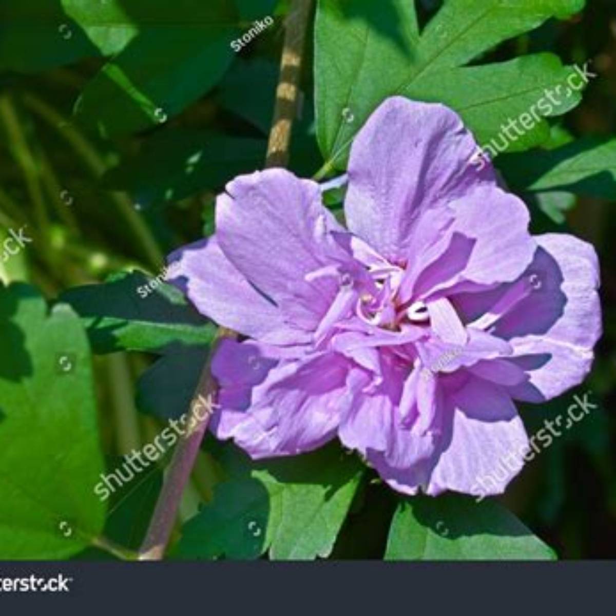 Double Purple Althea