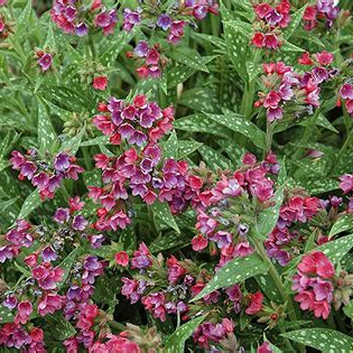 Raspberry Splash Lungwort