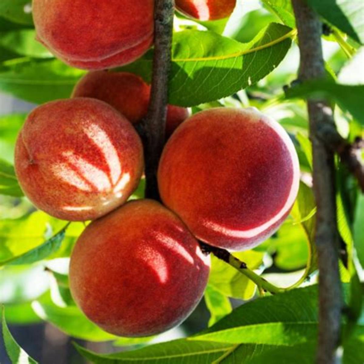 Red Haven Peach Tree