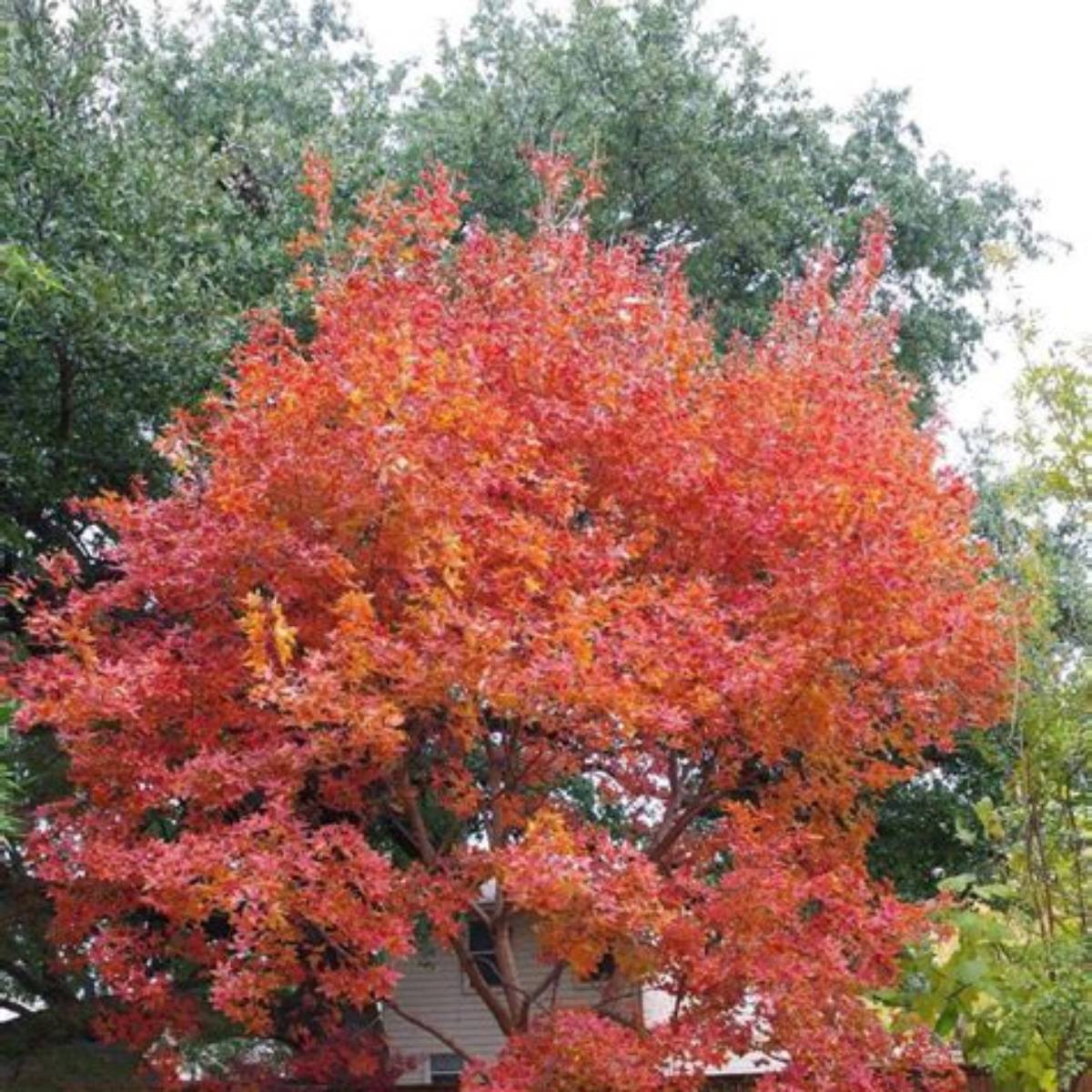 Fire Dragon® Shantung Maple Tree