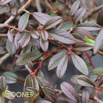 Scarlet Leader Cotoneaster