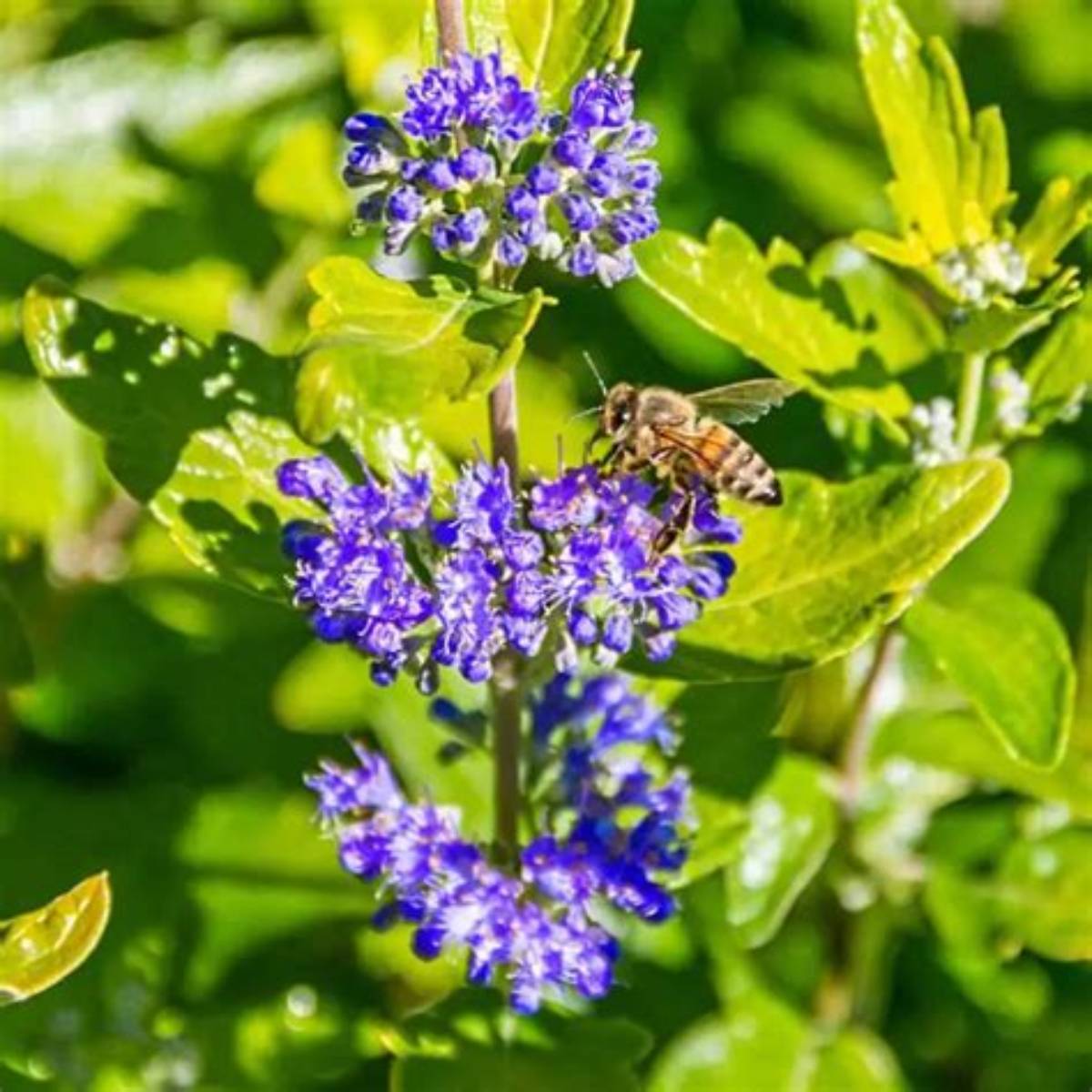 Beekeeper™ Caryopteris