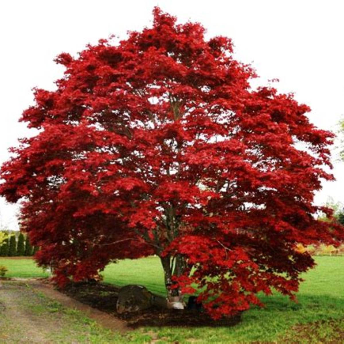 Oshio-Beni Japanese Maple Tree