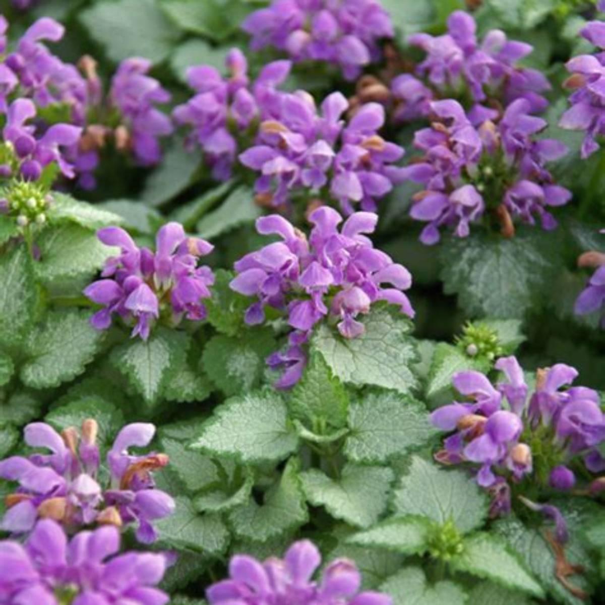 Orchid Frost Spotted Deadnettle