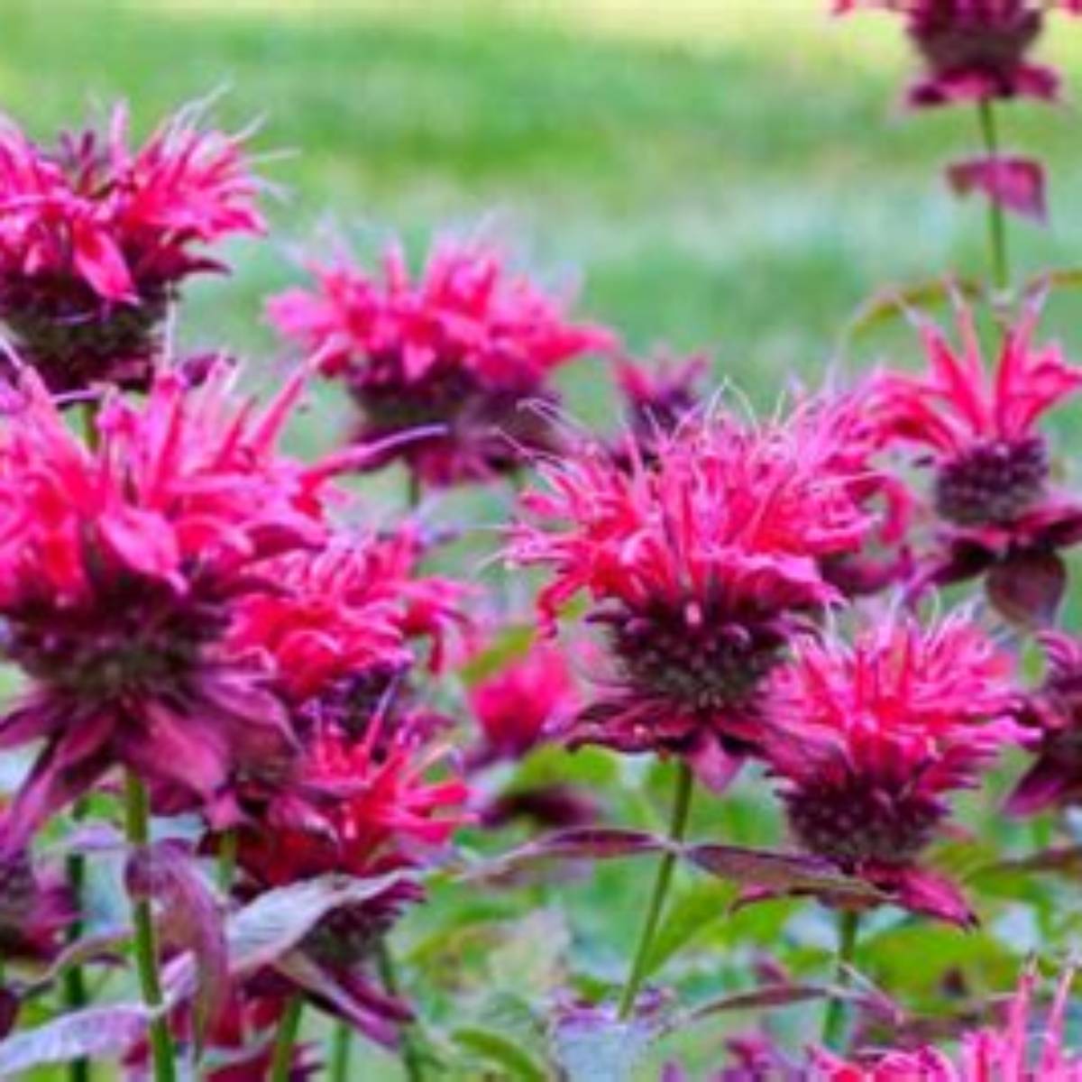 Bumble Bee King Beebalm