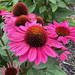 Sombrero® Fuchsia Fandango Coneflower