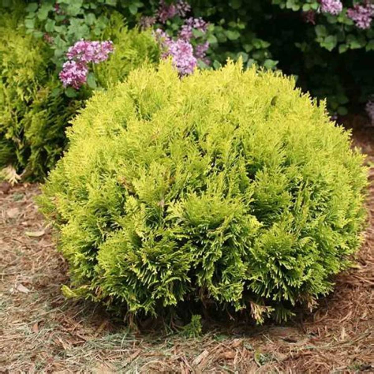 Anna's Magic Ball® Arborvitae