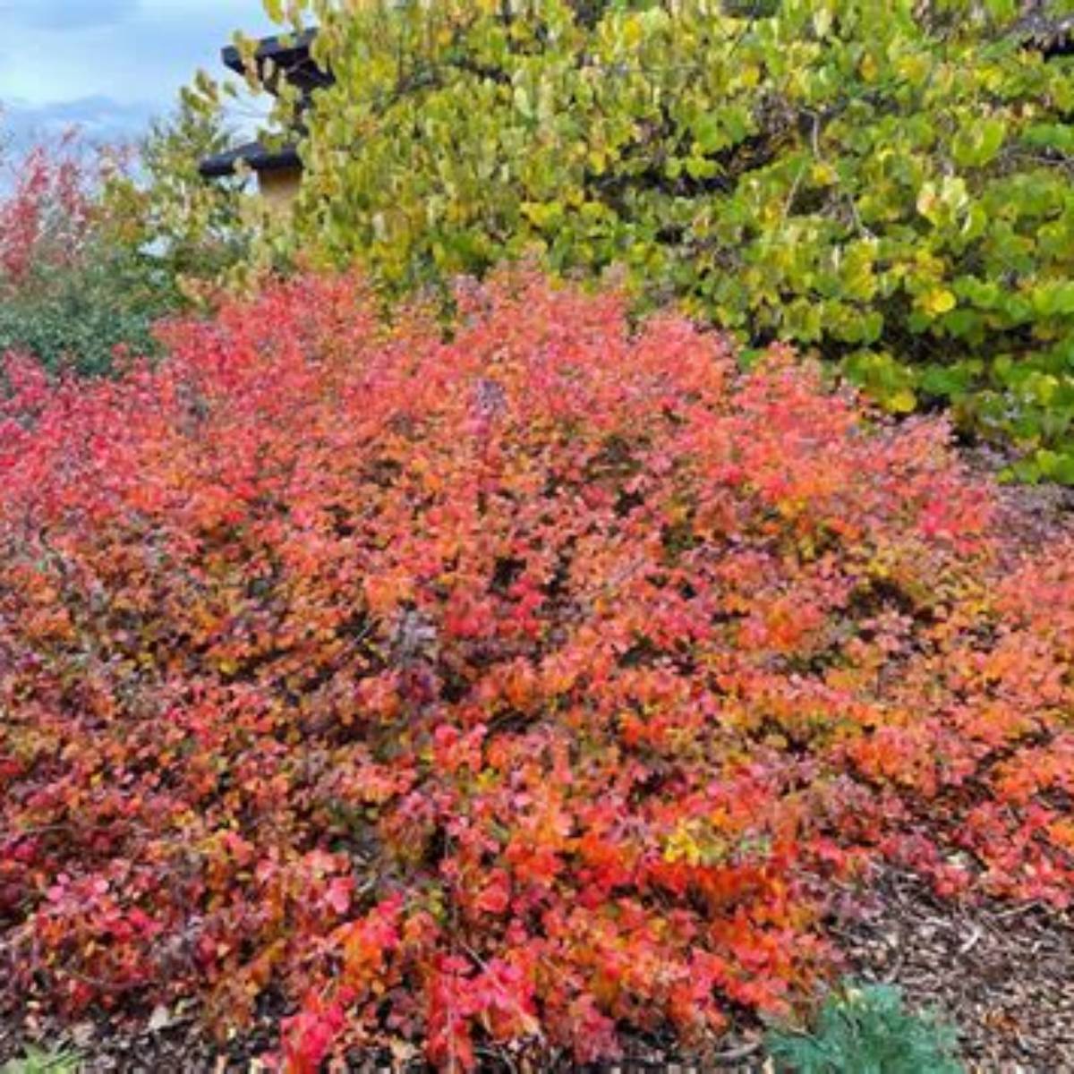 Gro-Low Fragrant Sumac