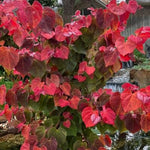 Hearts A'fire® Redbud Tree