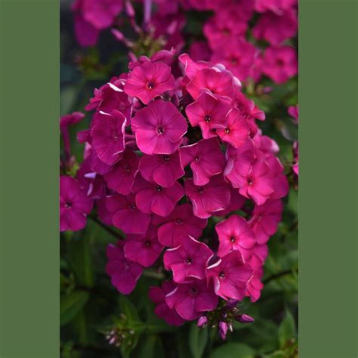Super Ka-Pow™ Fuchsia Phlox