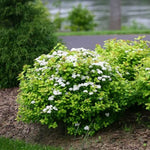 Glow Girl® Spirea