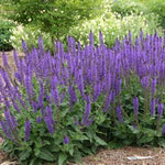 May Night Salvia