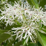 Chinese Fringe Tree