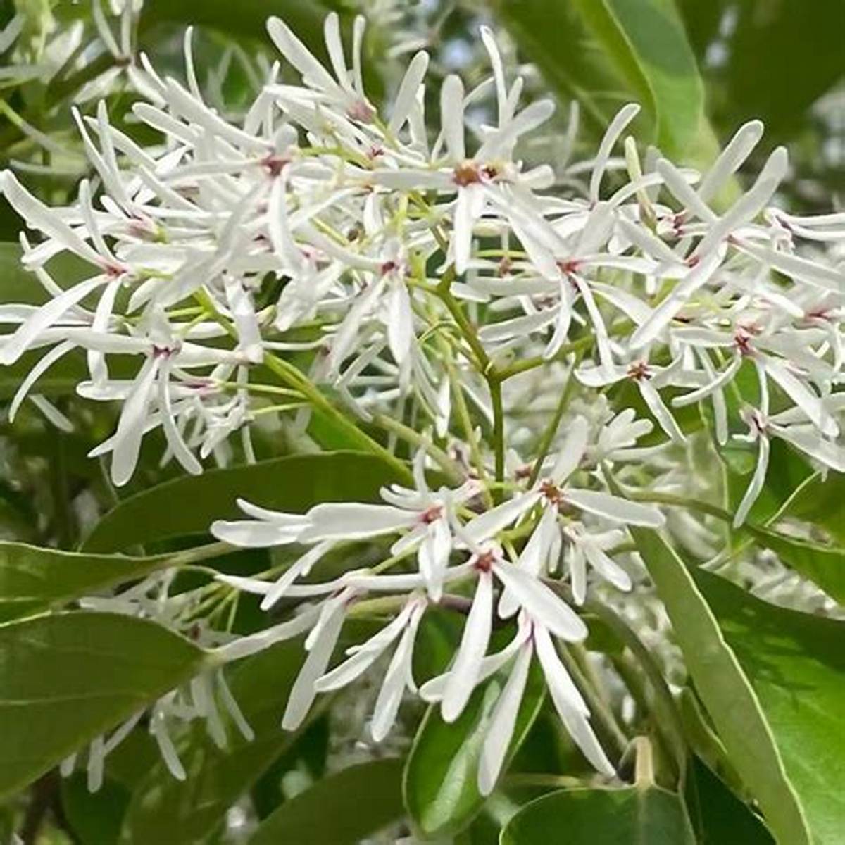 Chinese Fringe Tree