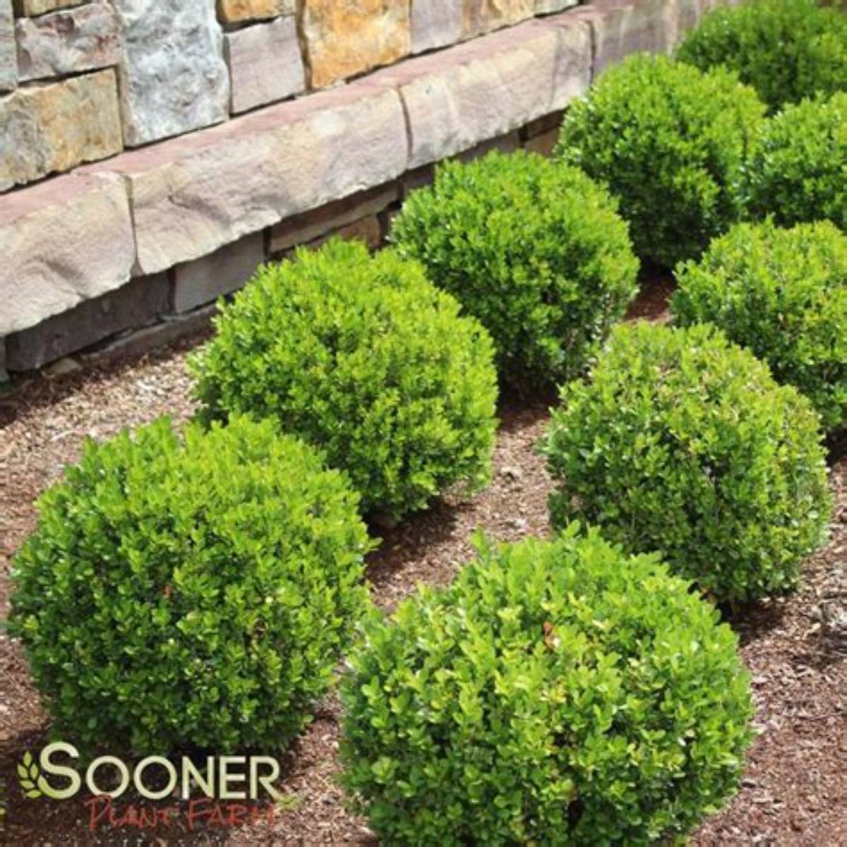 Baby Gem Boxwood